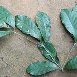 Rothmannia talbotii Leaf