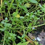 Bacopa monnieri Habitat