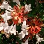 Abelia × grandiflora Kvet