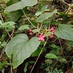 Clerodendrum infortunatum অভ্যাস