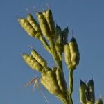 Delphinium gracile Fruct