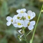 Crambe fruticosa