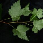 Ribes glaciale Habitat