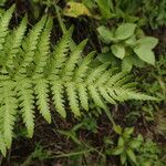 Dryopteris athamantica Leaf