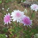 Crepis rubra Blomst