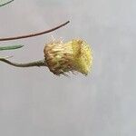 Phagnalon saxatile Blomma