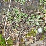 Cardamine flexuosa Fuelha