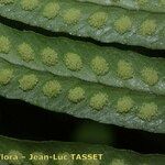 Polypodium × mantoniae Other