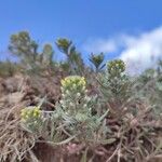 Alyssum alyssoides Blomma