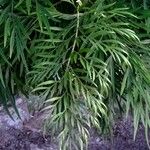Grevillea robusta Folha