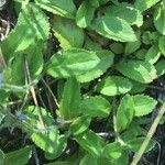 Veronica officinalis Leaf