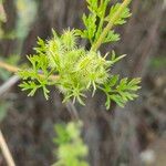 Caucalis platycarpos Mbuma