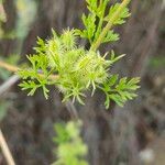 Caucalis platycarpos Fruit