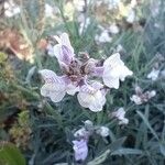 Linaria repens Λουλούδι