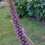 Liatris spicata Цветок