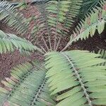 Encephalartos pterogonus पत्ता