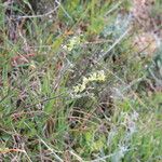 Hesperis laciniata 形態