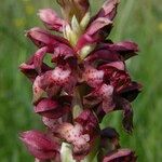 Anacamptis coriophora Flor