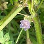 Malva neglecta Fula