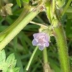 Malva neglecta Flor