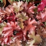 Heuchera sanguineaList