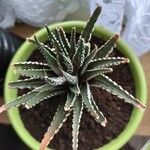 Haworthia attenuata পাতা