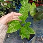 Passiflora edulis Liść