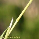 Polypogon maritimus Casca