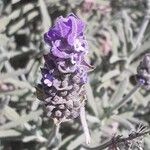 Lavandula dentataΛουλούδι