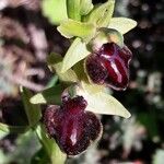 Ophrys sphegodes Fleur