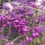 Callicarpa americana Fruct