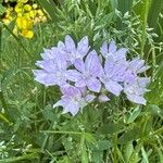 Allium unifolium Bloem