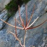 Scandix australis Meyve