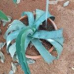 Agave marmorata Fuelha