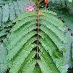 Albizia julibrissinপাতা