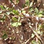 Maerua crassifolia Hoja