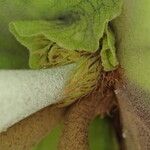Platycerium elephantotis Other