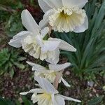 Narcissus × incomparabilis Flor