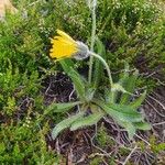 Hieracium alpinum 花