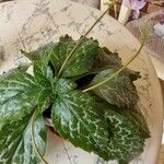 Episcia cupreata Лист