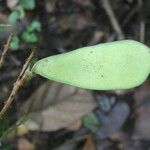 Schnella guianensis Meyve