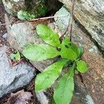 Cynoglossum virginianum Hostoa