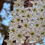 Drimia numidica Flower