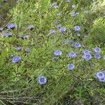 Globularia alypum Habit