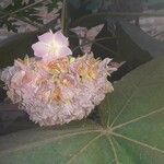 Dombeya wallichii Blüte