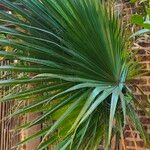 Washingtonia filifera Лист