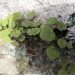 Cymbalaria aequitriloba Leaf