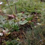 Agrostis pilosula Habitus