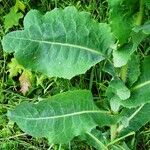 Lactuca virosa Blad