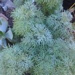 Artemisia arborescens Fruit